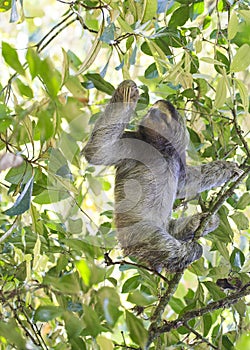 Brown-Throated Sloth Bradypus variegatus photo