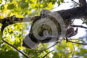 Brown throated sloth, Bradypus variegatus, in a tree photo