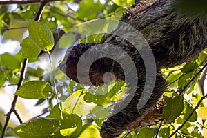 Brown throated sloth, Bradypus variegatus, in a tree photo