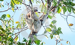 Brown-throated sloth Bradypus variegatus photo