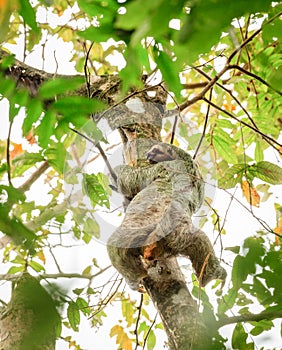 Brown-throated Sloth in Costa Rica