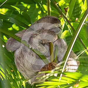 Brown-throated Sloth, sloth