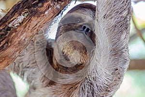 Brown-throated sloth, slow animal & x28;Bradypus variegatus& x29; photo