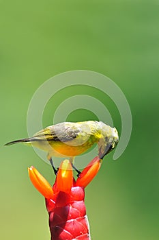 Brown-throated sunbird