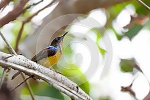 The Brown-throated Sunbird (Anthreptes malacensis)