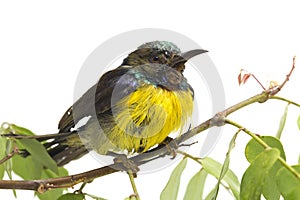Brown-throated Sunbird Anthreptes malacensis on tree branch isolated on white