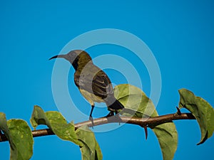 Brown-throated Sunbird on thorny branch photo