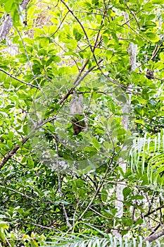 The brown-throated three-toed sloth Bradypus variegatus