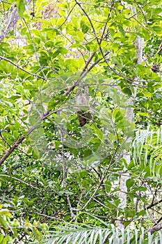 The brown-throated three-toed sloth Bradypus variegatus