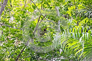 The brown-throated three-toed sloth Bradypus variegatus