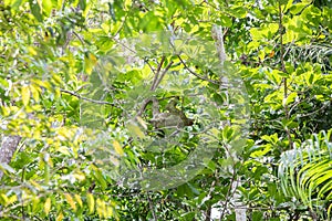 The brown-throated three-toed sloth Bradypus variegatus