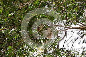 The brown-throated three-toed sloth Bradypus variegatus