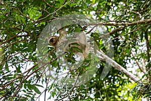 The brown-throated three-toed sloth Bradypus variegatus