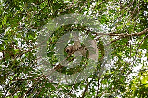 The brown-throated three-toed sloth Bradypus variegatus