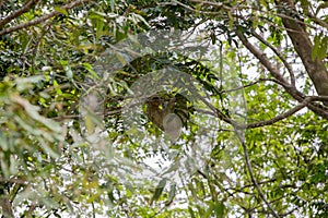 The brown-throated three-toed sloth Bradypus variegatus