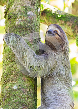 Brown-Throated Three-Toed Sloth (Bradypus variegatus