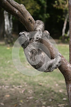 Brown-throated three-toed sloth, Bradypus variegatus