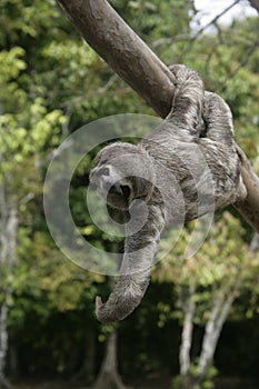 Brown-throated three-toed sloth, Bradypus variegatus