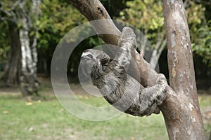 Brown-throated three-toed sloth, Bradypus variegatus