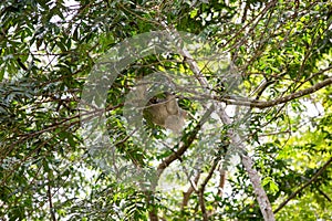 The brown-throated three-toed sloth Bradypus variegatus photo