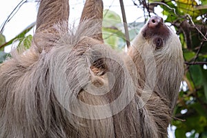 Brown-throated three-toed sloth Bradypus variegatus in the wild, forest of Costa Rica, Latin America