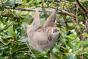 Brown-throated three-toed sloth Bradypus variegatus in the wild, forest of Costa Rica, Latin America photo