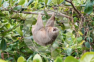 Brown-throated three-toed sloth Bradypus variegatus in the wild, forest of Costa Rica, Latin America photo