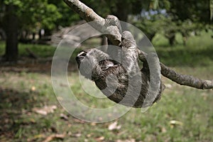 Brown-throated three-toed sloth, Bradypus variegatus photo
