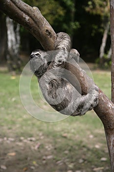 Brown-throated three-toed sloth, Bradypus variegatus photo