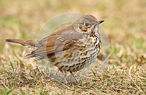 Brown thrush bird Turdus philomelos