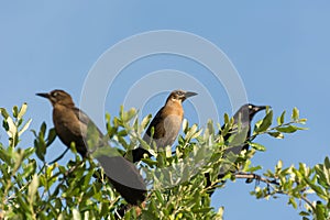 Brown thrush birds and black crow