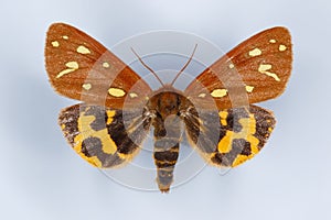 Brown tiger moth, Hyphoraia aulica