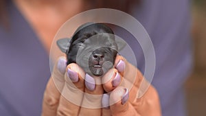 Brown tiny newborn Chihuahua puppy in the hands of a little girl.