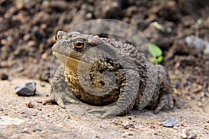 The brown Toad