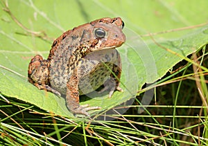 Brown toad / frog on a green leaf