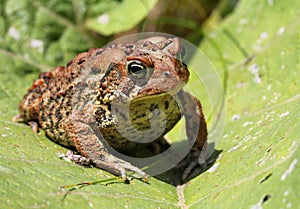 Brown toad / frog on a green leaf