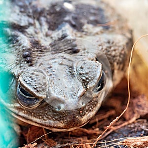 Brown toad head in aquarium.