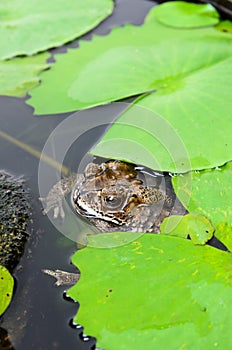 Brown toad in a lily pond
