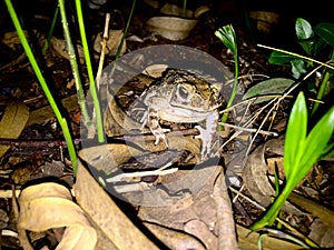 Brown Toad Macro in its natural environment.