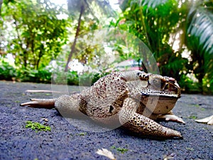 Brown Toad Macro in its natural environment.