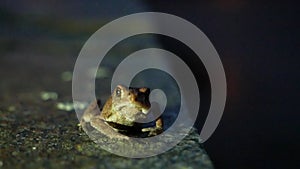 The brown toad moves through the forest area at night. Amphibian in summer in its natural habitat. Night life of small