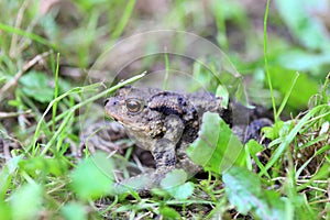 The brown Toad in Nature