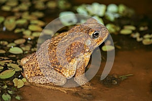 Brown toad at night