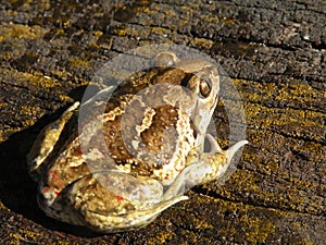 Brown toad