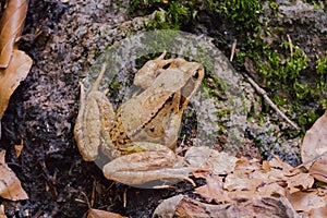A brown toad sits on the forest floor