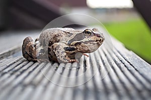 Brown toad sitting on stairs of a countryhouse photo