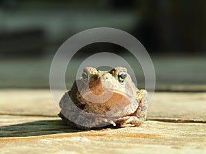 Brown Toad