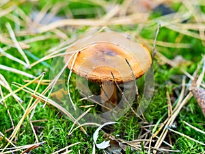 Brown toadstool in green moss with pine needles in forest, macro