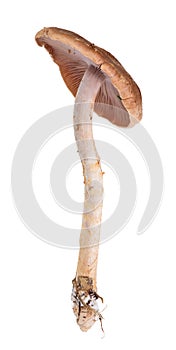 Brown toadstool with thin stem on white