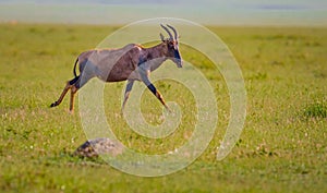 A brown topi runs across the grasslands of the Masai Mara